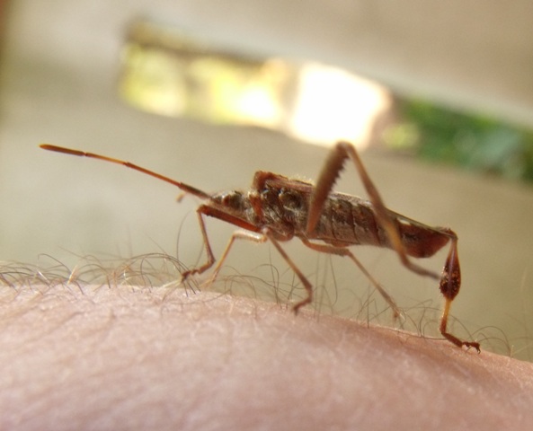 Coreidae: Leptoglossus occidentalis a Grosseto